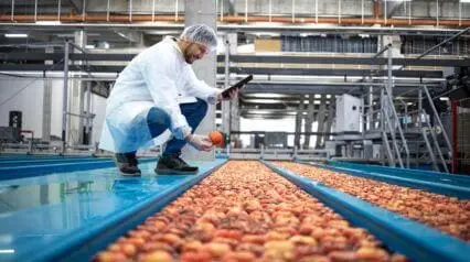 person examining produce if they are compliant with gmp of the food industry